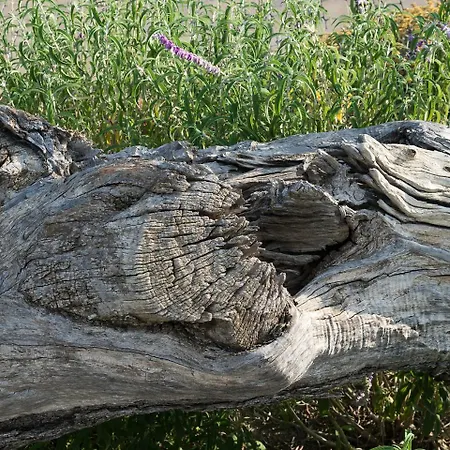 Farma Rocca Dei Saraceni